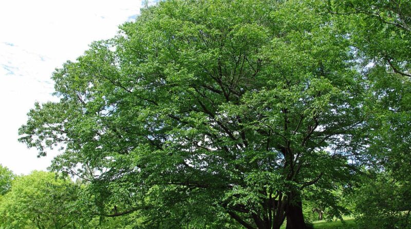 10 حقائق مثيرة للاهتمام حول الأشجار والغابات