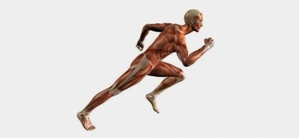 10 حقائق مثيرة للاهتمام حول العضلات